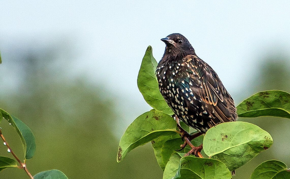 Молодой скворец. - Владимир Безбородов