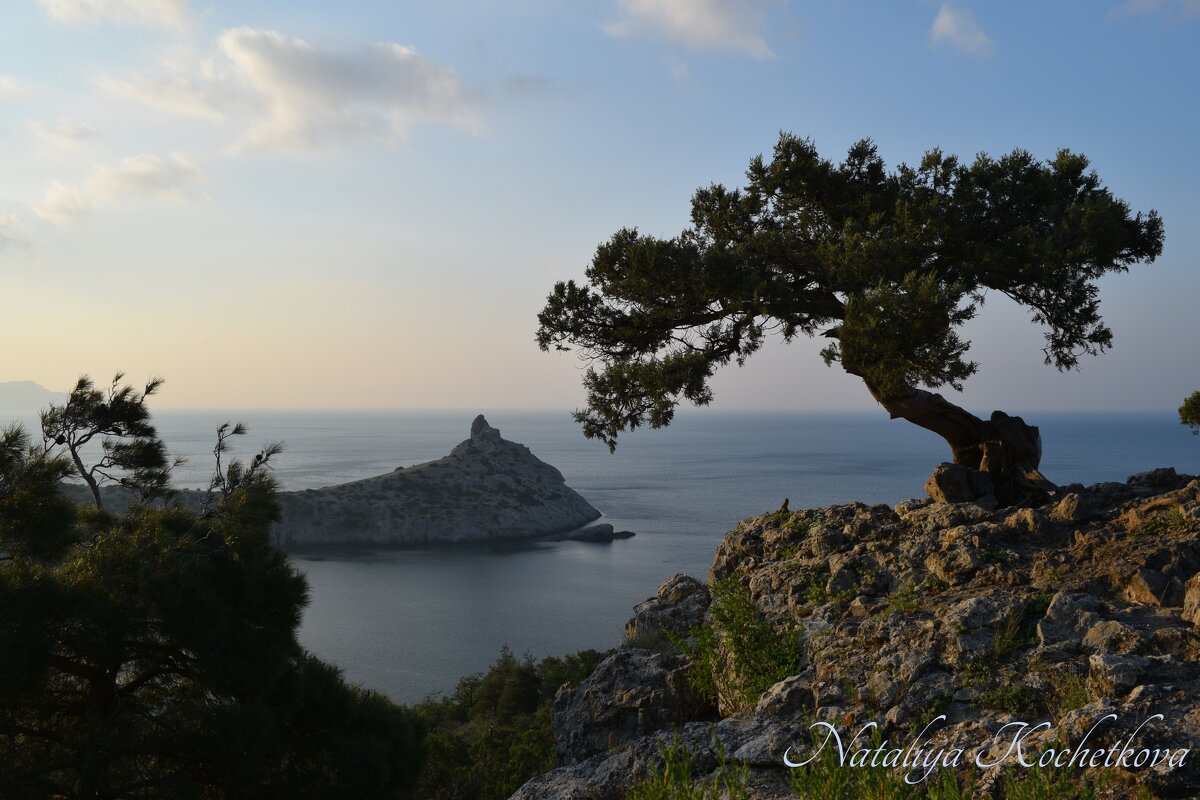 Природа Крыма - Amazing Cosmea