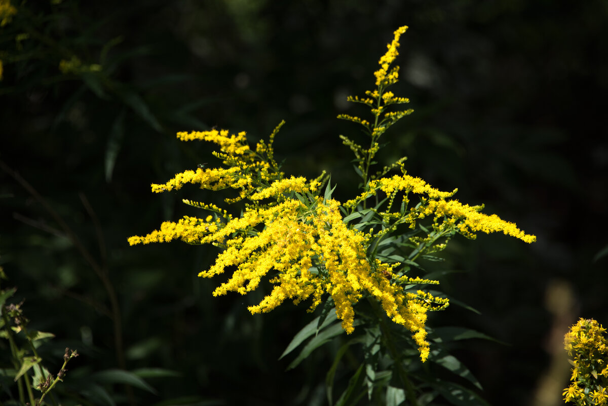 Золотарник. - Владимир Безбородов