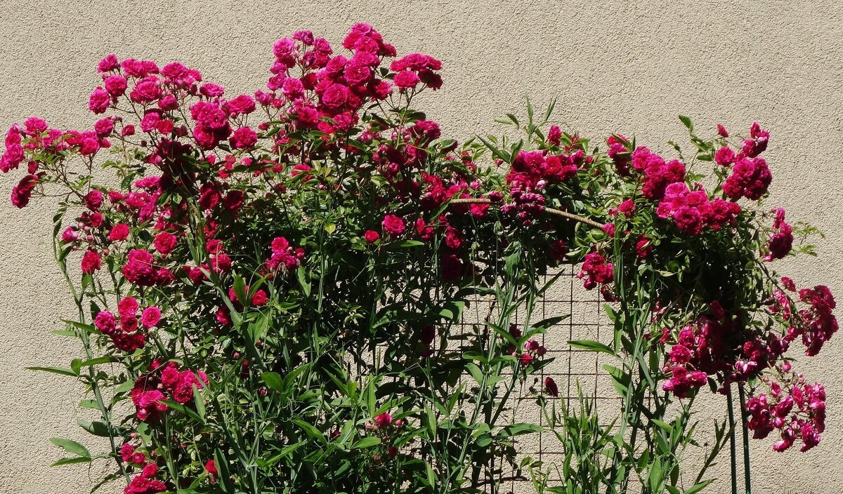 Роза - Рита Симонова