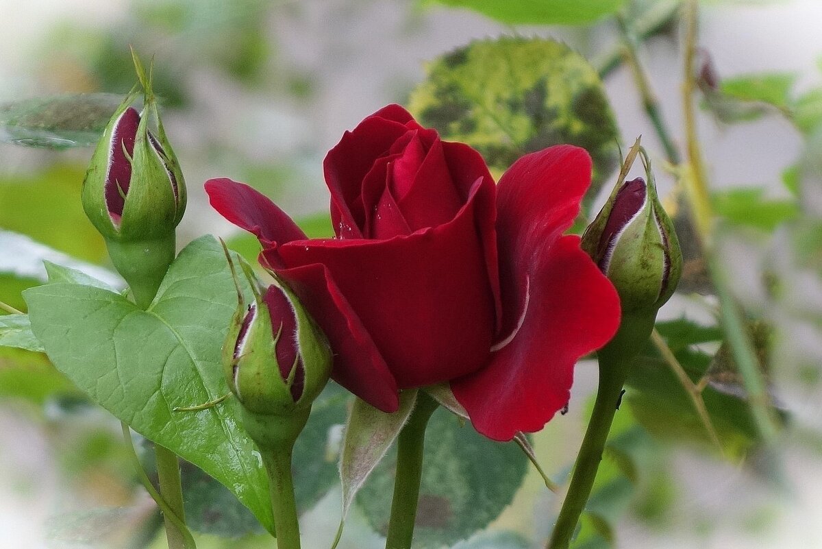 Роза - Рита Симонова