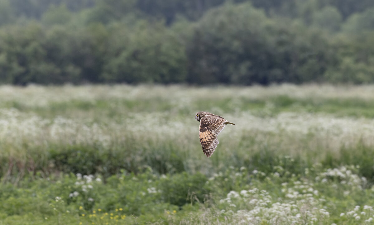 сова болотная - юрий макаров