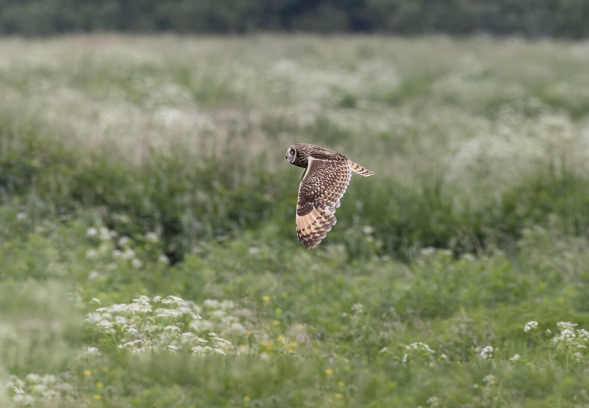 сова болотная - юрий макаров