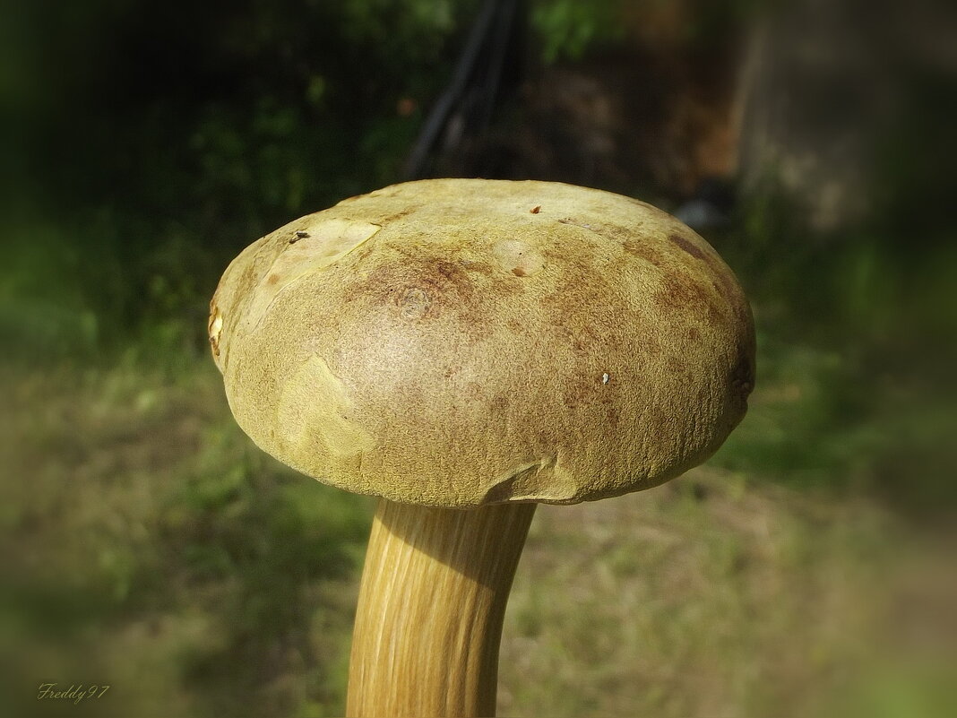 Грибок - Freddy 97