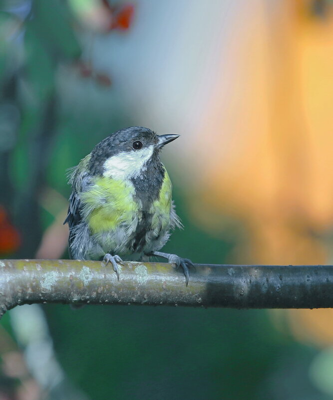 в лесу вечернем ... - Andrey Bragin 