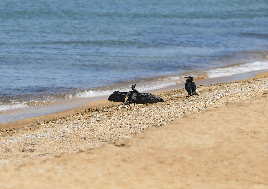 ... - Юрий Бичеров