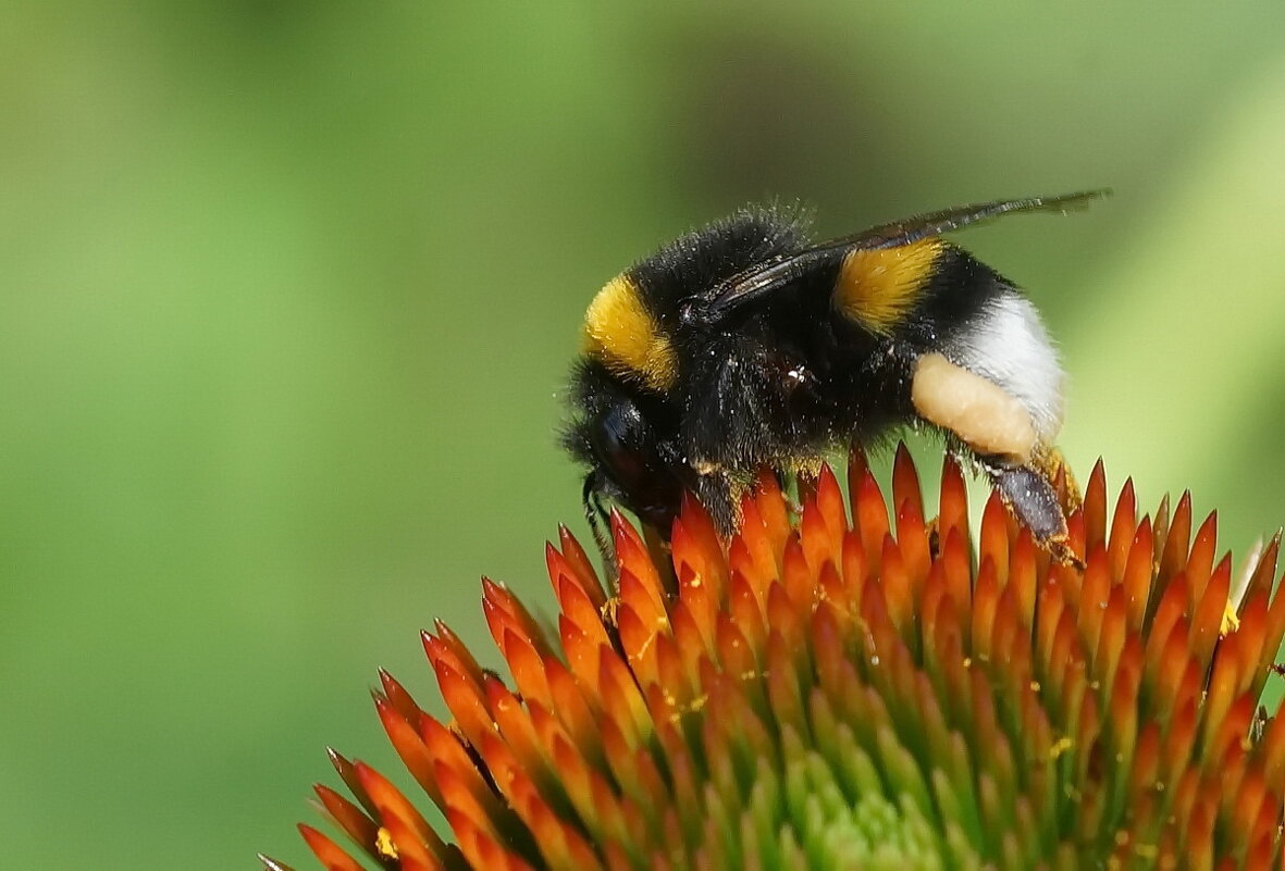 Цветок один а гости разные... - Николай Саржанов