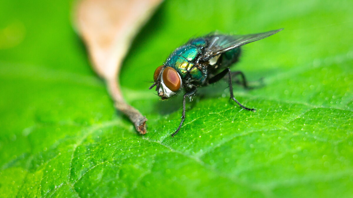 A fly on a leaf | 6 - Sergey Sonvar