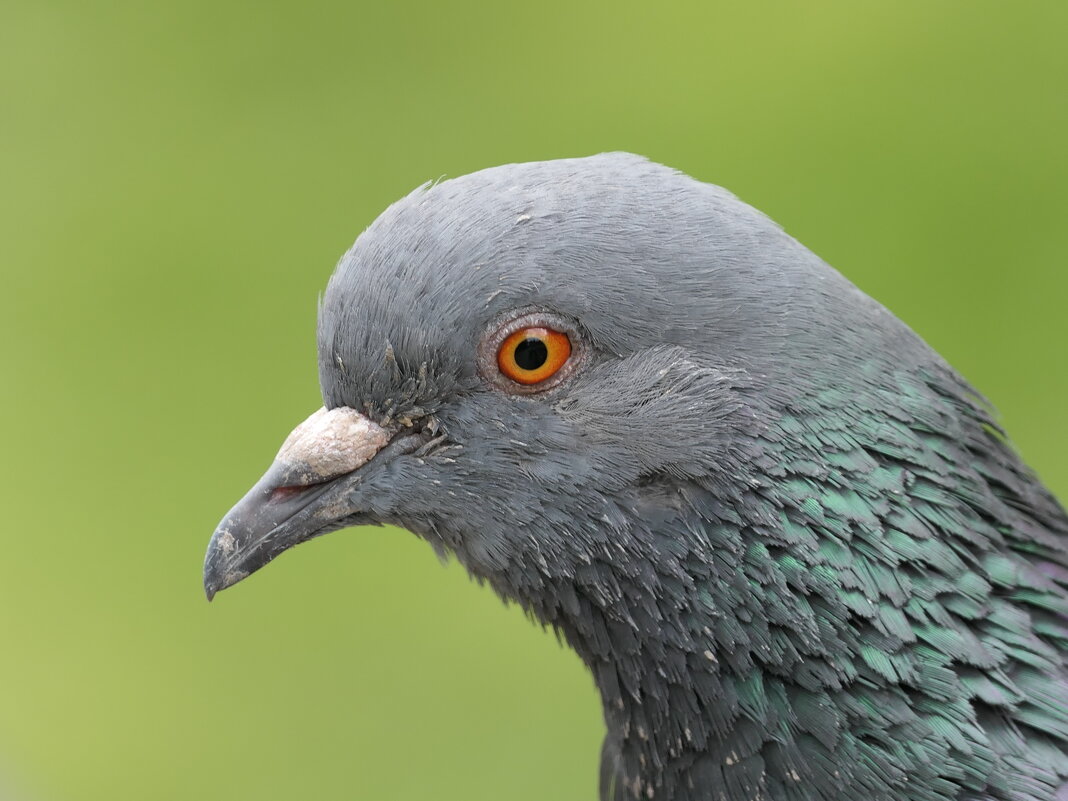 Голубь - Сергей Михальченко