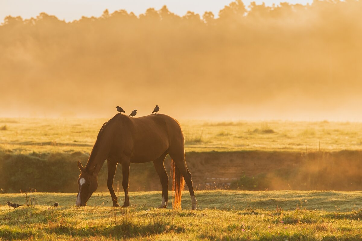 Раннее утро осеннего выгула. - Виктор Евстратов