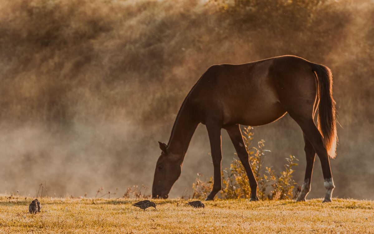 Утренний выгул. - Виктор Евстратов Утренний выгул. - Виктор Евстратов
