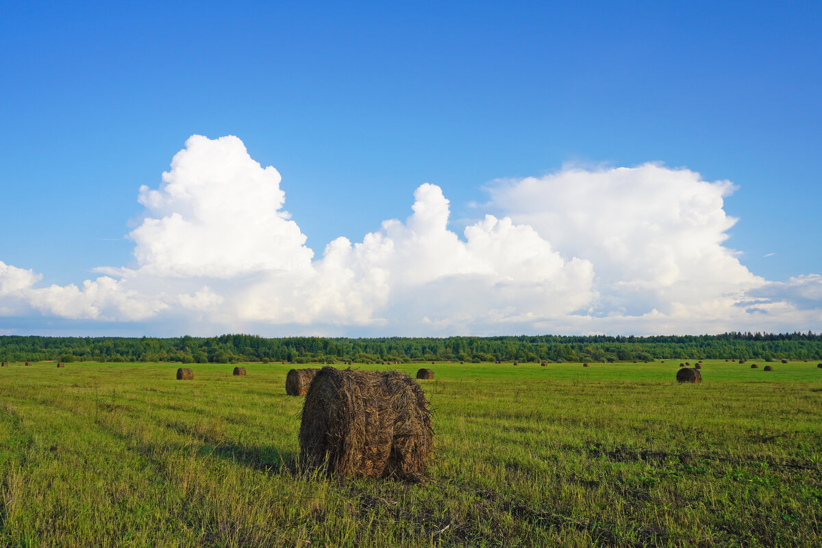 Августовское поле. - Сергей Ц