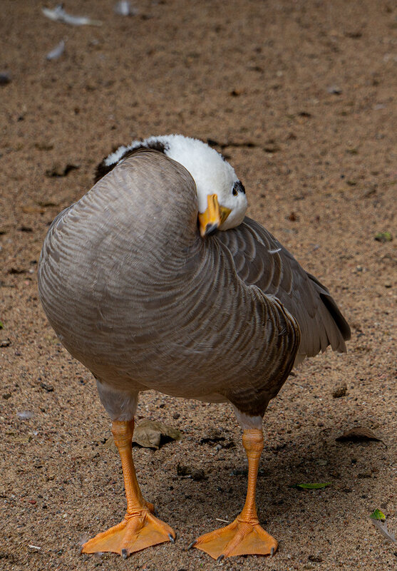 Воображала! - Ирина Соловьёва