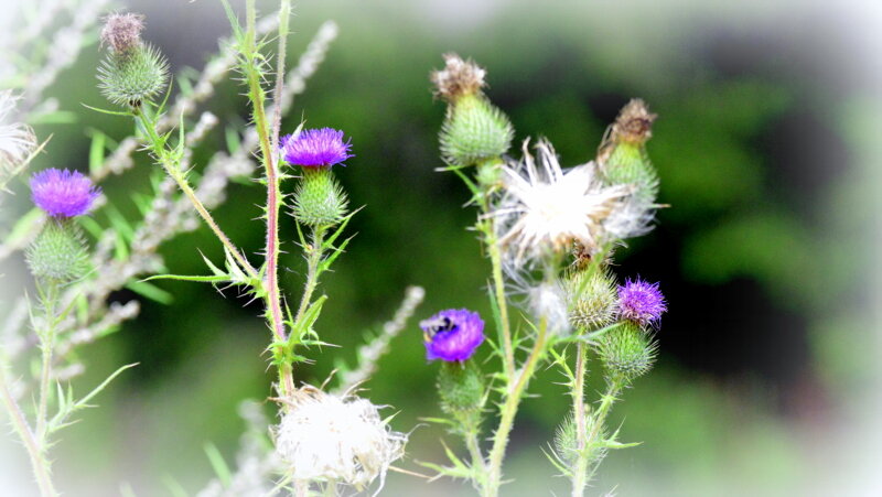 Репейники - 4 - Сергей 