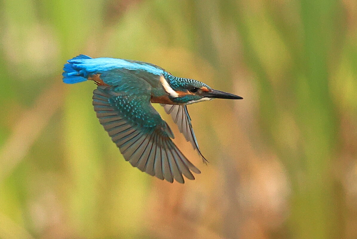 Зимородок!!! - Владилен Панченко