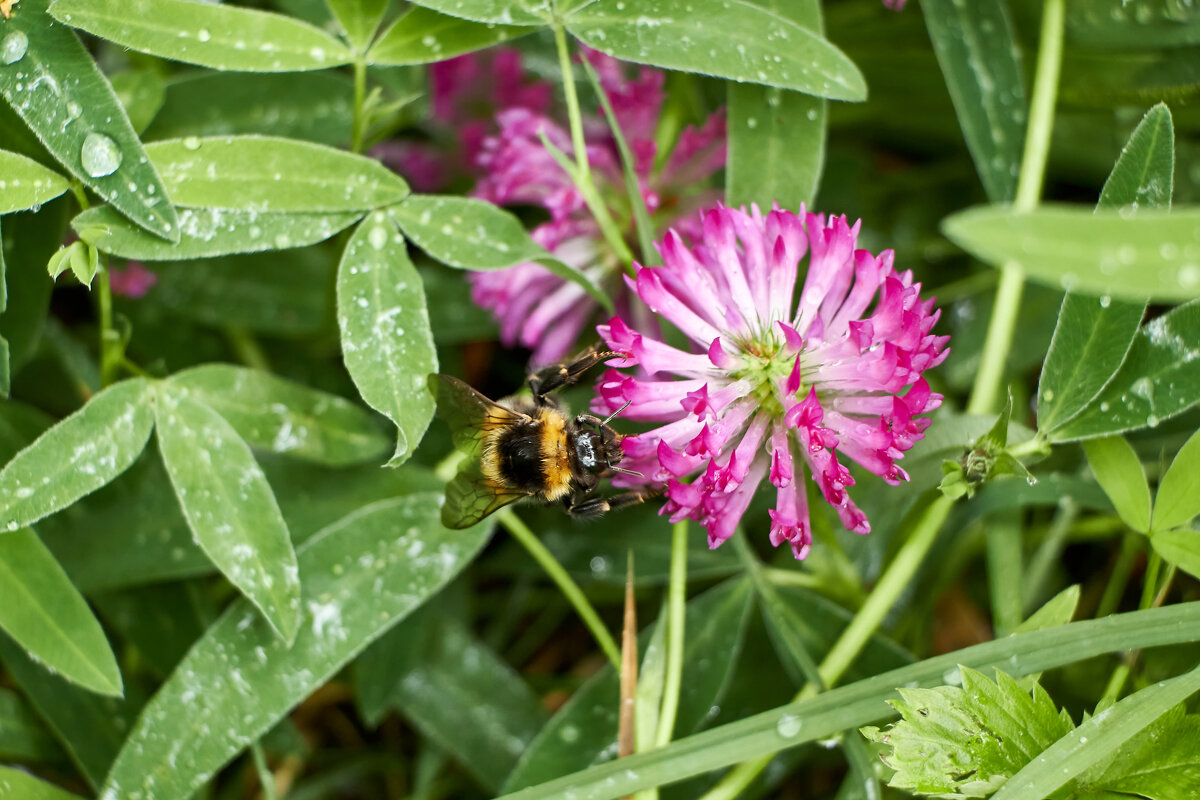 Шмель на клевере - Алексей Р.