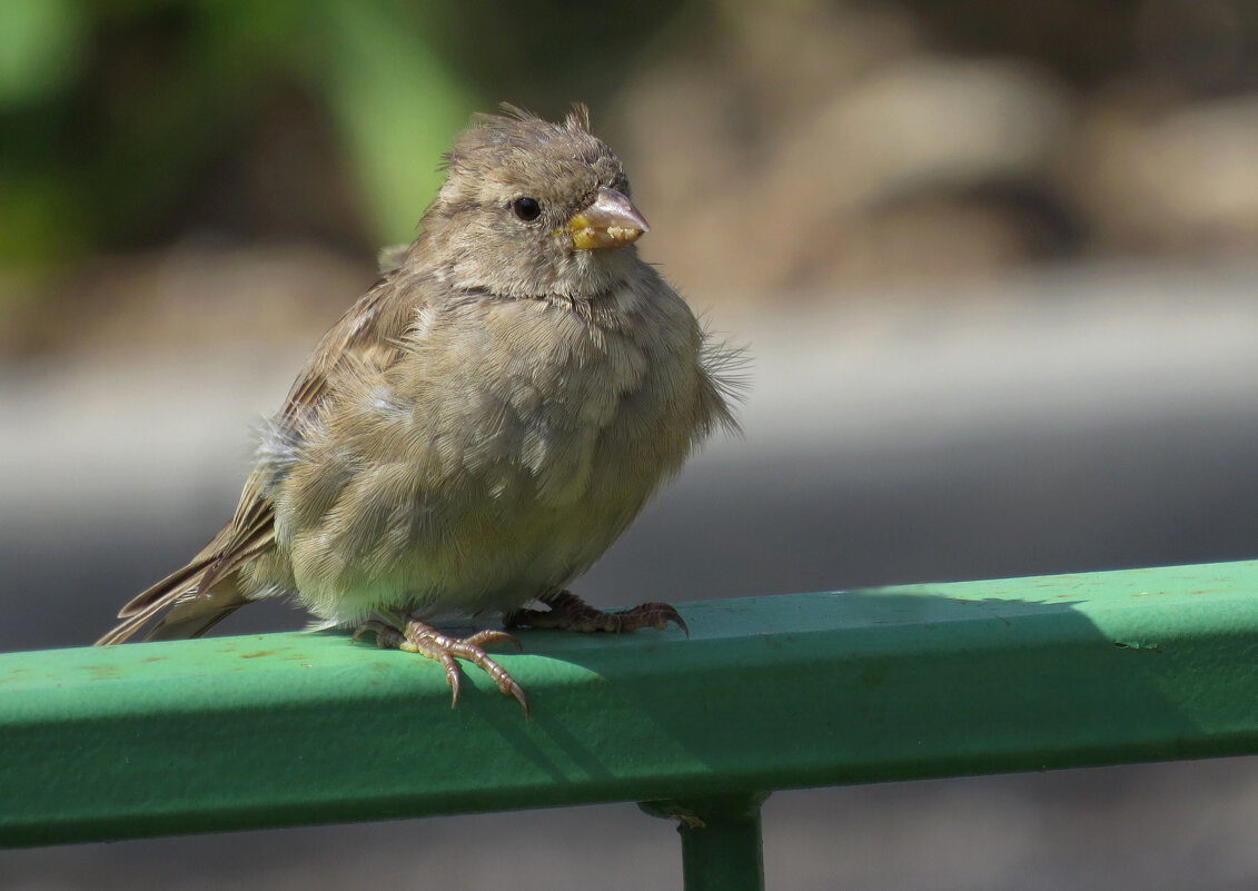 Пушистый воробушек - Ната Волга