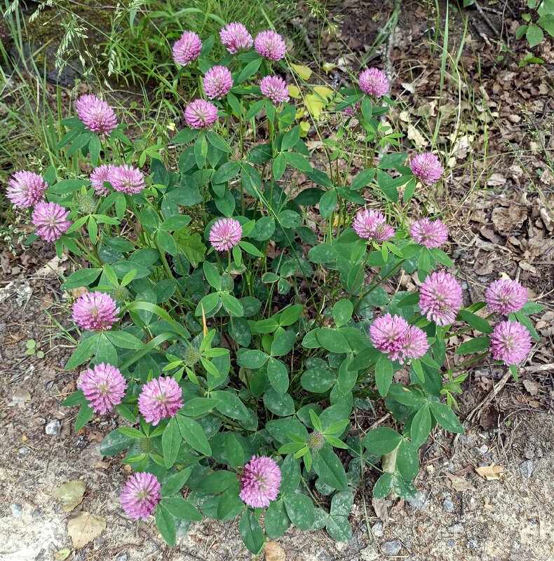 Букет природы. - Ирина ***