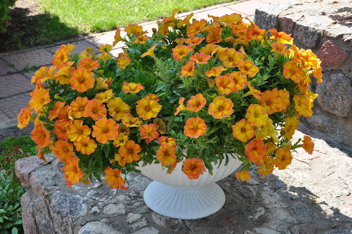 Петунии в Акатовом монастыре - Татьяна Машошина