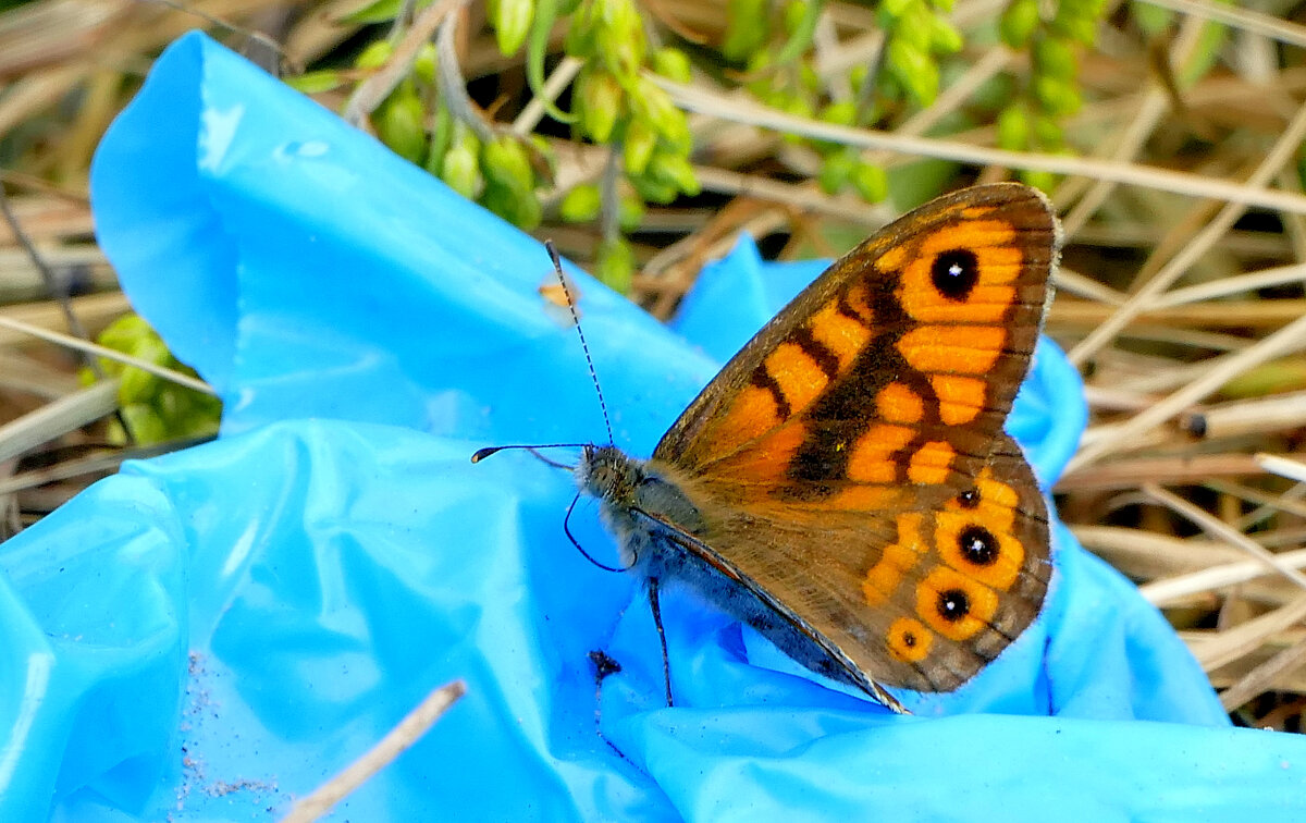бабочки августа 13 - Александр Прокудин