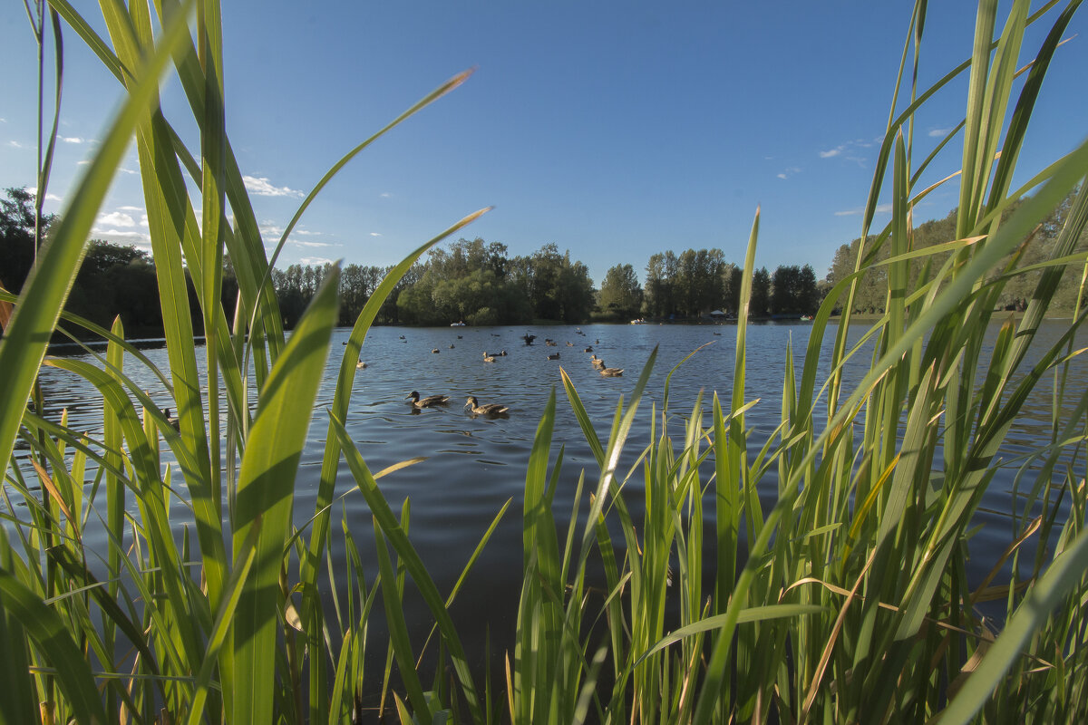 Городской пейзаж утки в парке - Алексей Булак