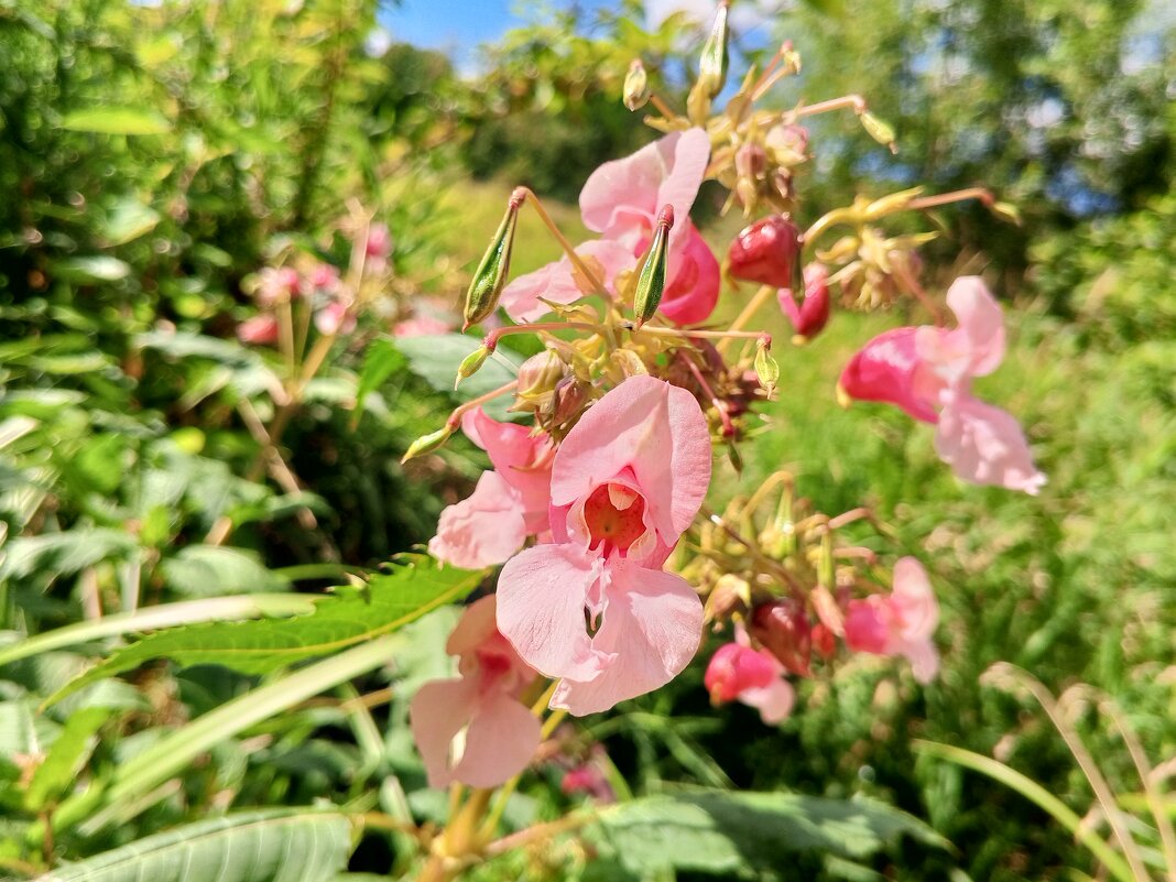 Недотрога - Сапсан 