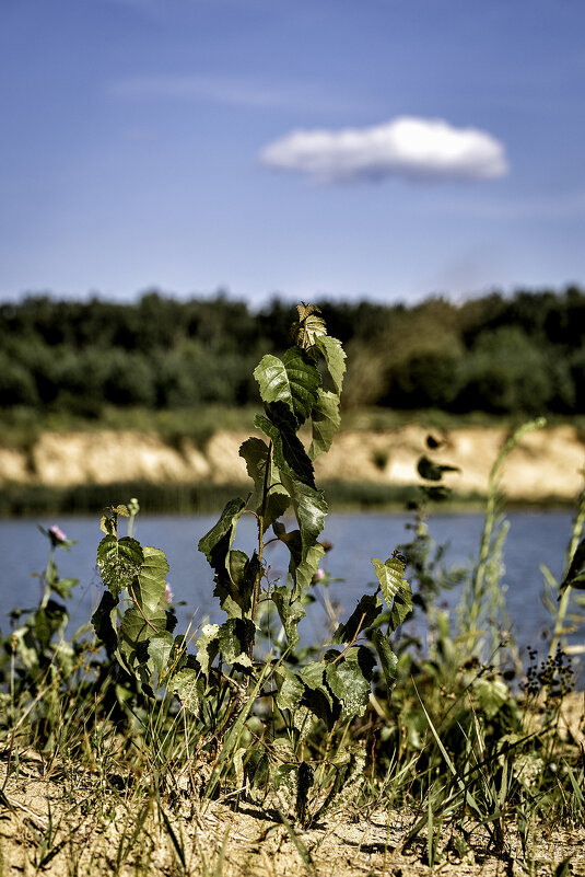 Лето. Жара ;-) - Алексей Пышненко