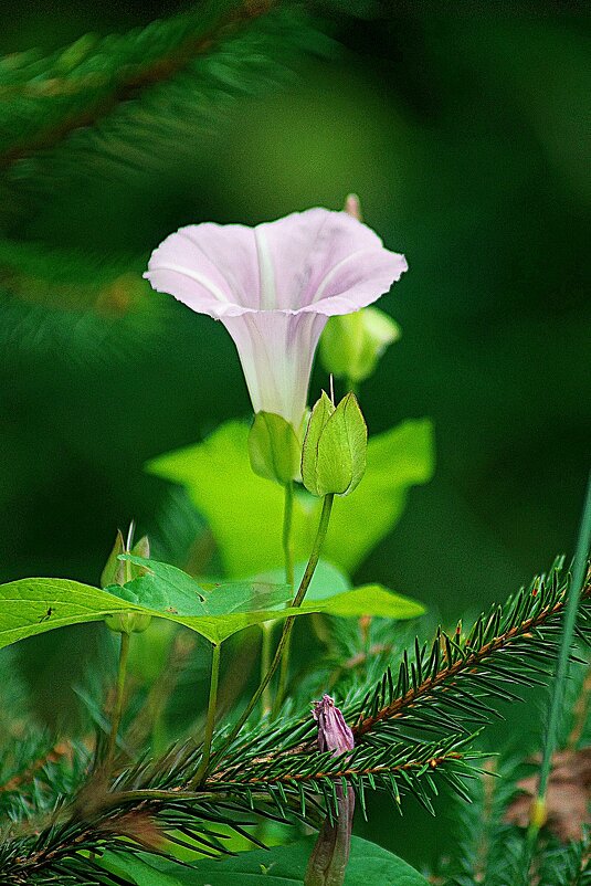 *** - Леонид leo