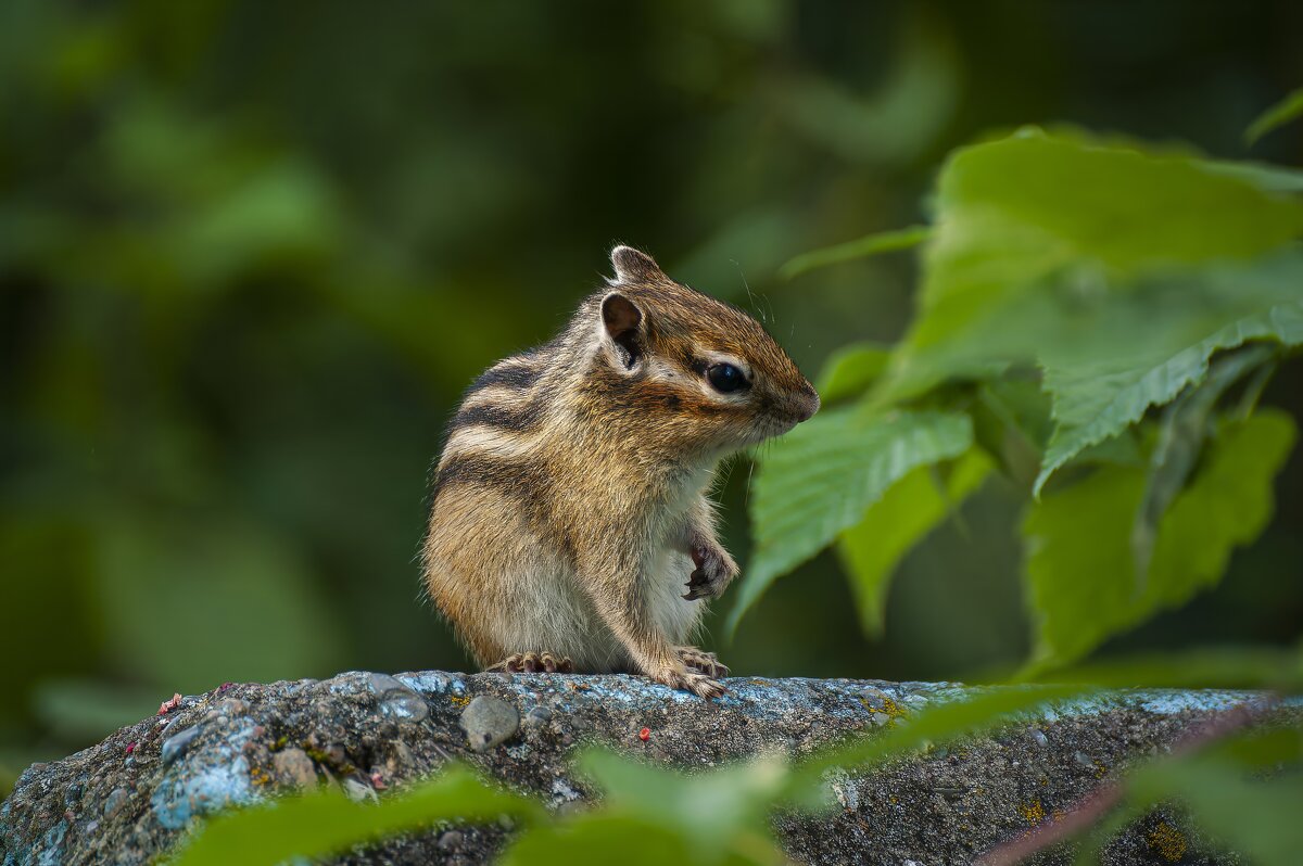 Полосатый и усатый. - Вадим Басов