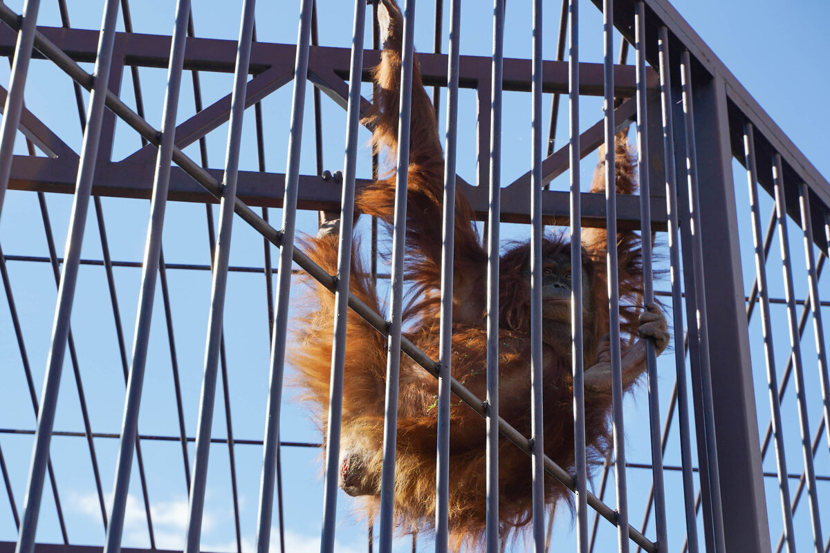 КРЕПКА_РЕШЕТКА - Сергей Янович Микк