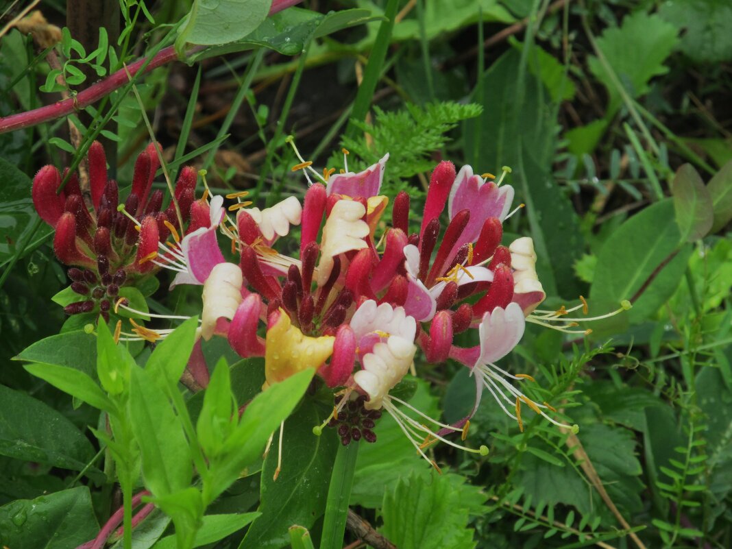 дачное - Елена Шаламова