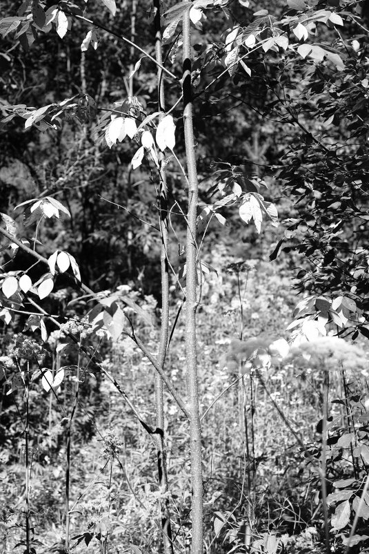 Назва. отсу. - Денис Безногов