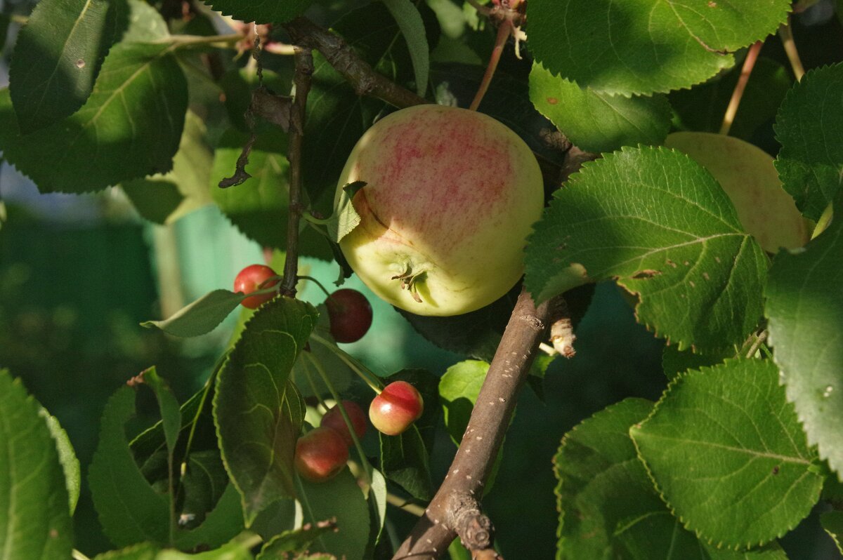 Привитая яблоня - Сергей Швечков