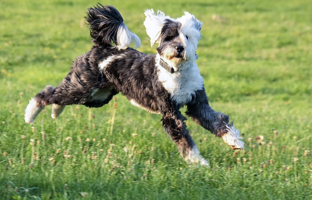 Веселый Лео - Андроник Александр 