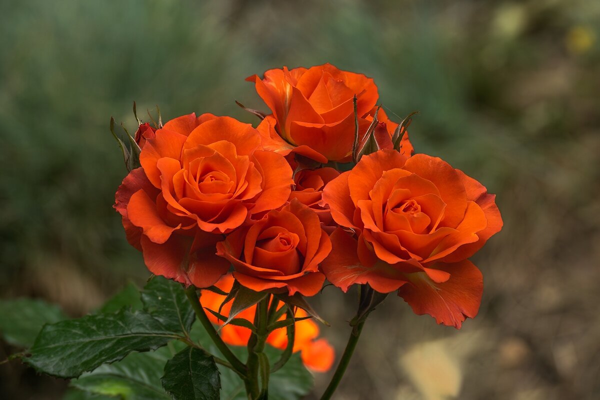 Розы - Игорь Сикорский Розы - Игорь Сикорский