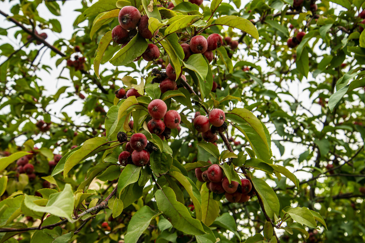 Яблочки - Анатолий Чикчирный Яблочки - Анатолий Чикчирный