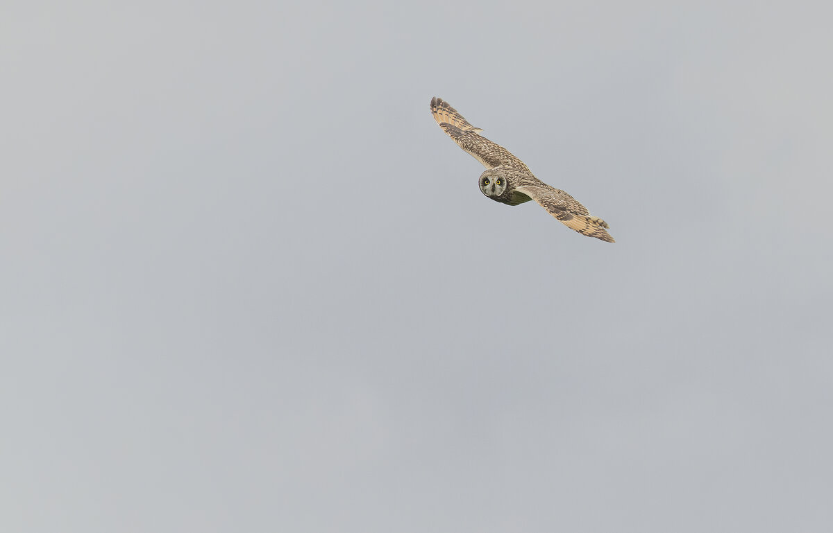 сова болотная. - юрий макаров