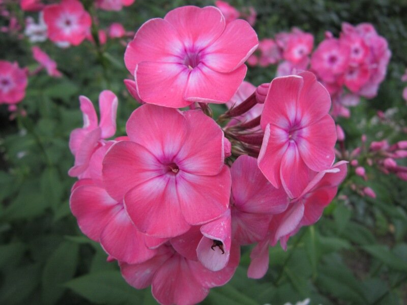 Флоксы - Дмитрий Никитин Флоксы - Дмитрий Никитин