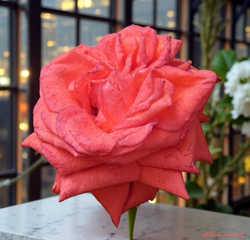 О розах августа... - Андрей Заломленков