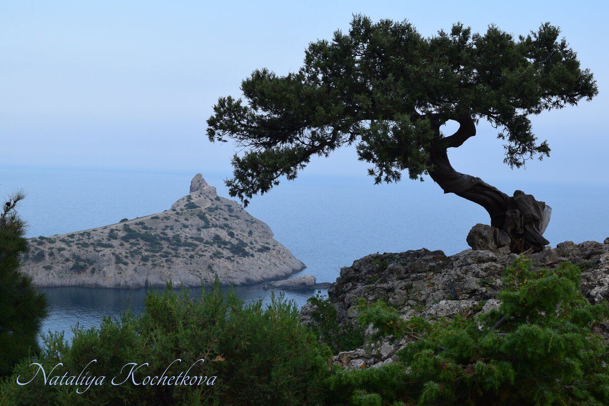 Природа Крыма - Amazing Cosmea