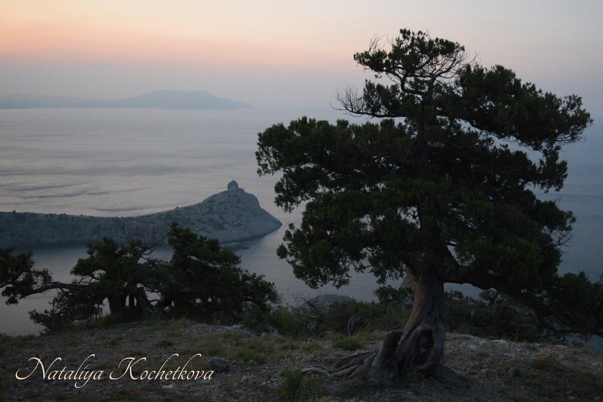 Природа Крыма - Amazing Cosmea