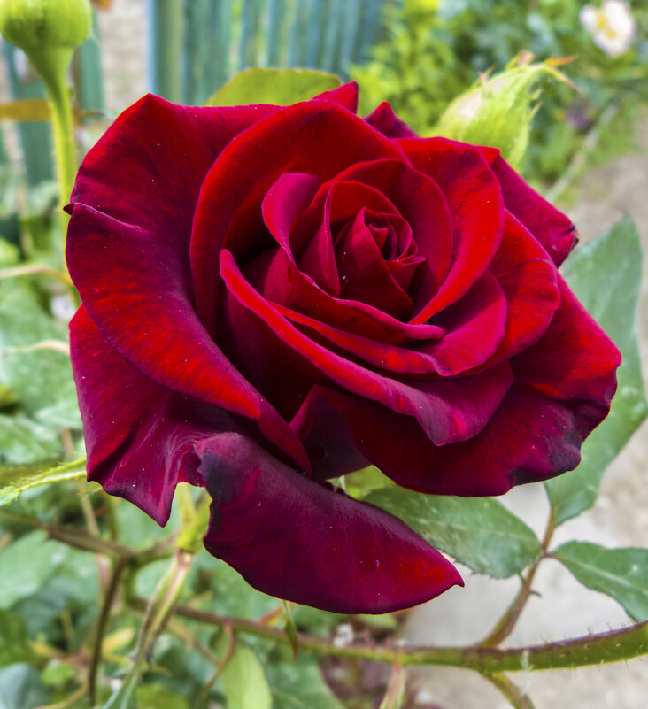 Бархатная роза - Валентин Семчишин