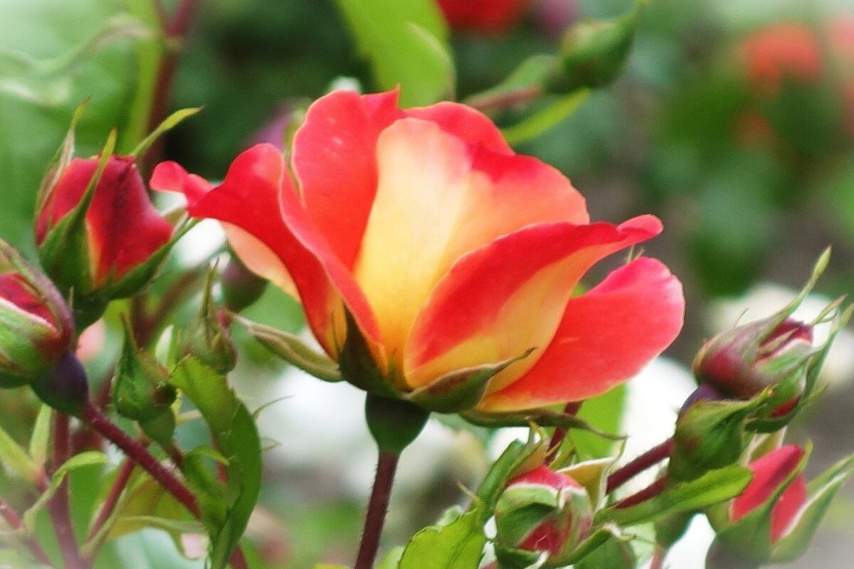 Роза - Рита Симонова