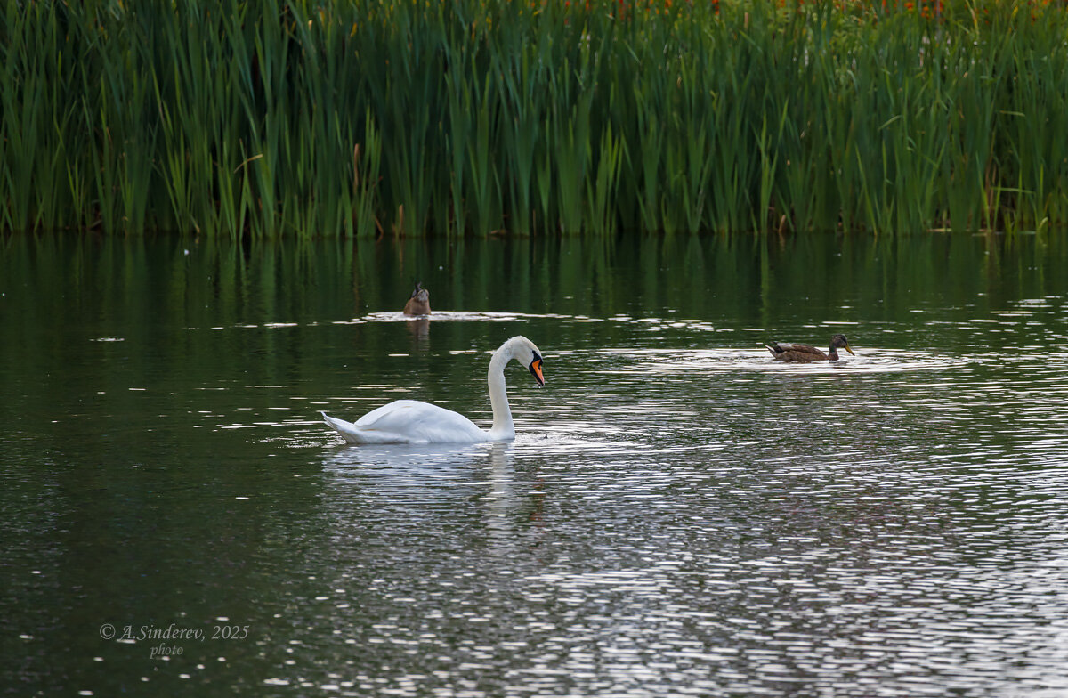 Лебедь и утки на озере - Александр Синдерёв