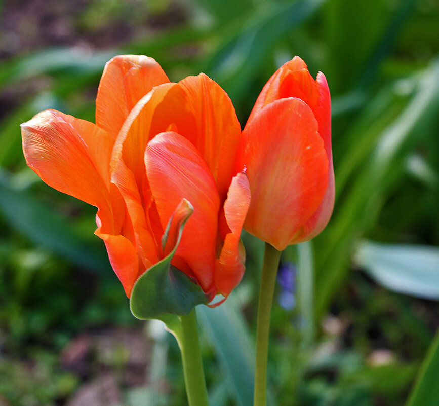 КРАСная парочка - Светлана 