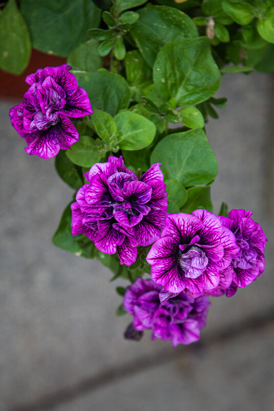 Петуния тумбелина - Павел Катков