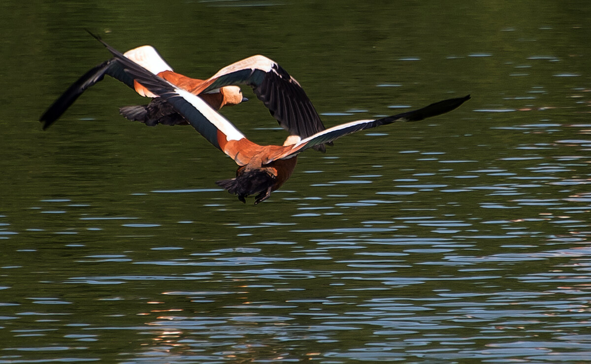 Огари. - Владимир Безбородов
