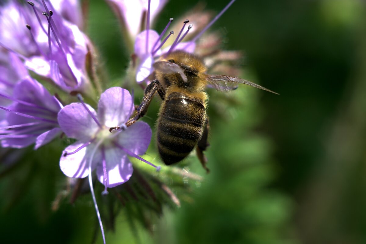 Медонос - Kventin Natabos 
