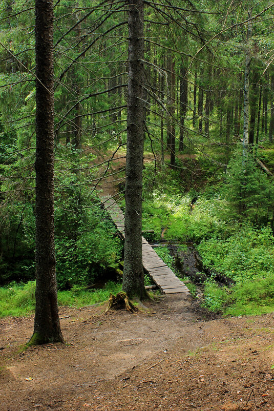 Лесные дорожки - Сергей Кочнев