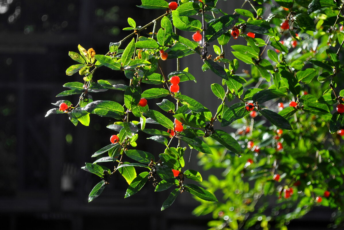 В августе - AleksSPb Лесниченко В августе - AleksSPb Лесниченко